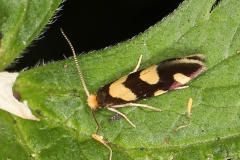 Lampronia rupella