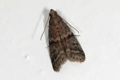 Ephestia elutella ou E. parasitella ou  E. woodiella, Phycide