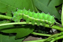 Saturnia pyri ; Grand Paon de nuit