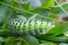 Saturnia pavonia, Petit Paon de Nuit (Le)