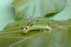 Jeunes chenilles d'Aglia tau (élevage), Hachette (La), ©Photo de Claudie Desjacquot