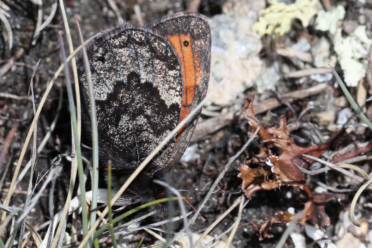 Erebia gorge ; Moiré chamoisé (Le), Satyre Gorgé (Le)