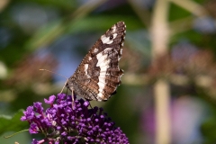 Brintesia circe, Silène (Le)