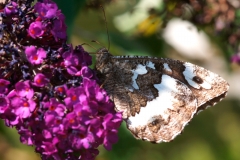 Brintesia circe, Silène (Le)