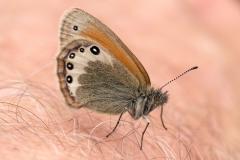 Coenonympha gardetta, Satyrion (Le)