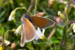 Coenonympha gardetta, Satyrion (Le)