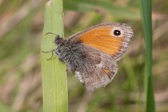 Coenonympha pamphilus, Fadet commun (Le)