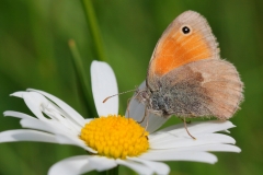 Coenonympha pamphilus, Fadet commun (Le)