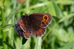 Erebia aethiops, Moiré sylvicole (Le)