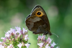 Erebia aethiops, Moiré sylvicole (Le)
