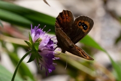 Erebia aethiops, Moiré sylvicole (Le)