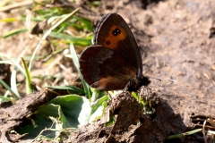 Erebia aethiops, Moiré sylvicole (Le)