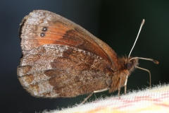 Erebia pronoe, Le Moiré fontinal