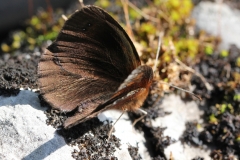 Erebia pronoe, Le Moiré fontinal