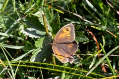 Maniola jurtina, Myrtil (Le)