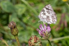 Melanargia galathea, Demi-Deuil (Le)