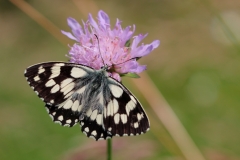 Melanargia galathea, Demi-Deuil (Le)