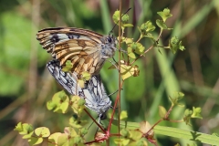 Melanargia galathea ; Demi-Deuil (Le), Échiquier (L'), Échiquier commun (L'), Arge galathée (L') ; Bord d'Arve, Scientrier (74) ; ©Photo Alain Benard