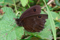 Minois dryas, Grand Nègre des bois (Le)