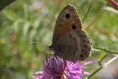 Satyrus ferula ; Grande Coronide (La), Pupillé (Le), Semi-Actéon (Le)