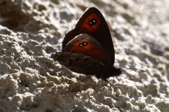 Erebia montana, Moiré striolé (Le)