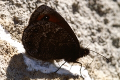 Erebia montana, Moiré striolé (Le)