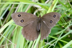 Minois dryas, Grand Nègre des bois (Le)