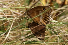 Minois dryas, Grand Nègre des bois (Le)