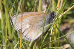 Coenonympha glycerion f. bertolis ; Fadet de la Mélique (Le), Iphis (L'), Semi-Procris (Le)