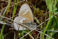 Coenonympha tullia ; Fadet des tourbières (Le), Daphnis (Le)