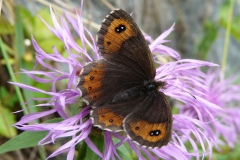 Erebia montana, Moiré striolé (Le)