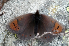 Erebia pandrose ; Moiré cendré (Le), Grand Nègre bernois (Le)