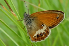 Coenonympha arcania ; Céphale (Le), Arcanie (L')