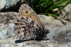Oeneis glacialis ; Chamoisé des glaciers (Le), Chamoisé alpin (Le), Satyre Aëllo (Le), Harpie (L'), Satyridé des glaciers (Le)