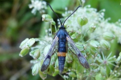 Synanthedon culiciformis ; Sésie culiciforme (La)