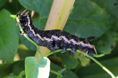 Chenille d'Agrius convolvuli, Sphinx du Liseron (Le), Saint-Laurent (74), ©Photo Alain Benard