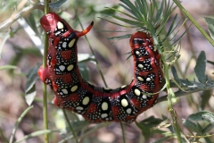Hyles euphorbiae, Sphinx de l