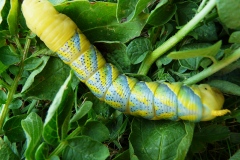 Acherontia atropos, Sphinx Tête-de-Mort (Le)