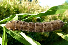 Deilephila elpenor, Grand Sphinx de la Vigne (Le)
