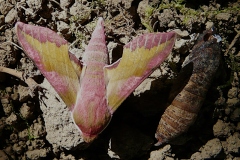 Deilephila porcellus, Petit Sphinx de la Vigne (Le)