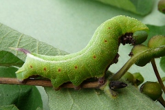 Hemaris fuciformis ; Sphinx gazé (Le), Sphinx du Chèvrefeuille (Le)