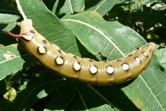 Hyles gallii, Sphinx de la Garance (Le)