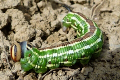 Sphinx pinastri, Sphinx du Pin (Le)