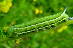 Macroglossum stellatarum ; Moro-Sphinx (Le), Sphinx du Caille-Lait (Le)