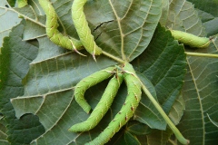 Mimas tiliae, Sphinx du Tilleul (Le)