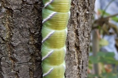 Sphinx ligustri, Sphinx du Troène (Le)