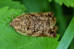 Archips oporana, Archips du Pin