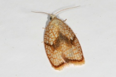 Acleris forsskaleana, Acléride de Érable