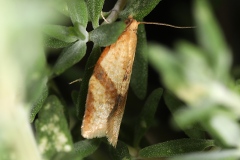 Clepsis consimilana, Tordeuse unifasciée (La)