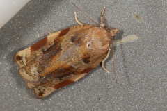 Archips xylosteana, Archips des haies